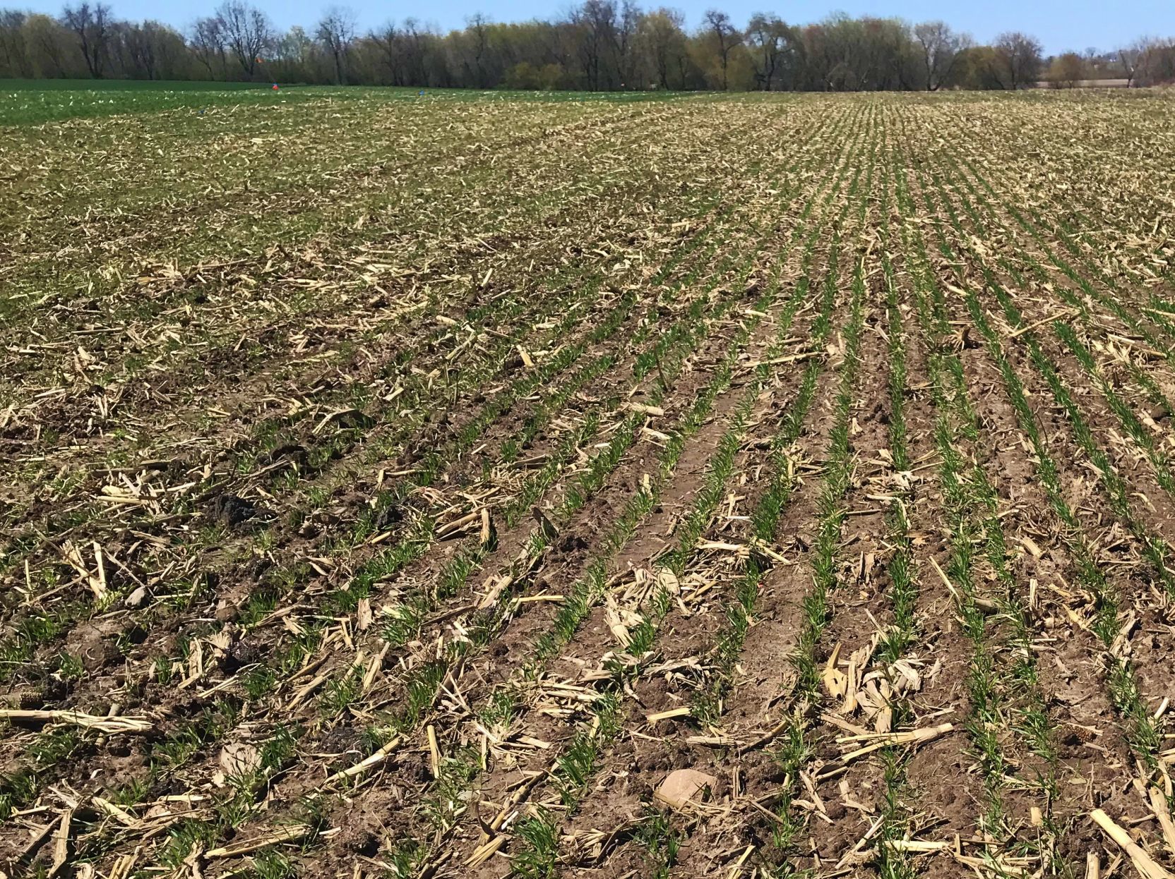 Spring wheat